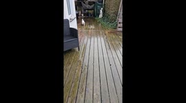 Hilarious video captures dog's pristine paw-cleaning routine in Mössingen, Germany