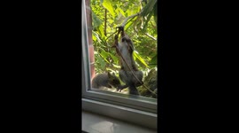 Squirrels Play On A Branch While Cat Watches