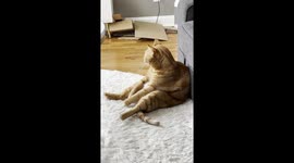 Ripley the Orange Cat Has a Derpy Moment