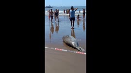 This seal has spot on Buenos Aires beach reserved for him