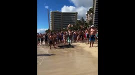 Crazy Wild Animal Encounters