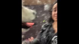 Funny Pet Grooming Moments