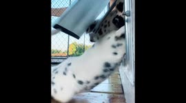 The World's Cutest Puppies