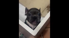 The Funniest Puppies Compilation
