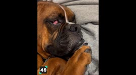 52 Viral Animal Moments