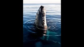 Wild Encounters with Whales