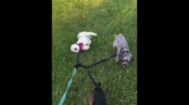 Funny Lazy Pets