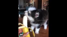 Cute Animals Eating