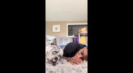 Frustrated French bulldog tries to stop owner from snoring