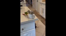 Parrot Pushes Coffee Mug Off Counter