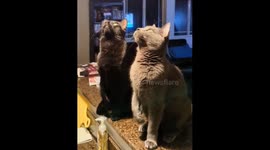 Cats Track Their Prey In Sync