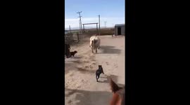 Dogs Work Battling Bull Cows