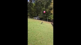 Boston Terrier Plays With Beach Ball