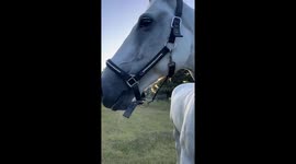 The Most Obedient Horse