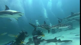 Scuba Divers Swim With Sharks in the Bahamas
