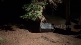 Grizzly Tries To Open The Trash