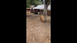 Spotted Sow Takes Piglets On Walk