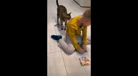 Enthusiastic cat wants to play with human brother but ends up dragging him to floor