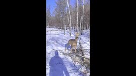 Herder saves wild roe deer from a trap in China