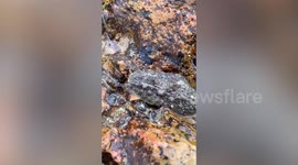 Bumpy sea slug looks like moving rock as it crawls over stones