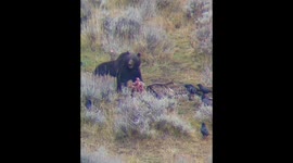 Yellowstone National Park Grizzly bear eating bull elk carcass