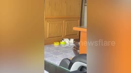 Lazy pet cat lies on water bowl to have a drink