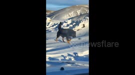 狗狗远远看到主人开车回家 雪原上 一路奔跑为主人“领航”