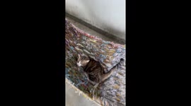 Clever pet cat climbs into hammock to relax