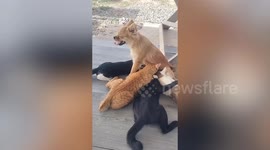 Small mother dog lets cats nurse on her