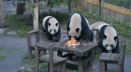 Giant Pandas Eat Around a Table at Chongqing Zoo in Chongqing, China