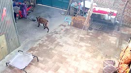 Quick-thinking shepherd heroically cuts flaming scooter charger to save home