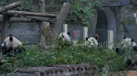 Giant Pandas Eat Bamboo at Chongqing Zoo in Chongqing, China