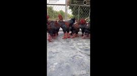 Chinese New Year: Dragon chickens rise in popularity due to resemblance to mythical beast