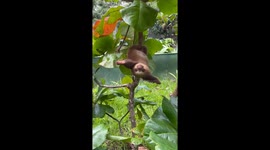 Baby sloth's enchanting sounds captured at Alajuela Animal Rescue Center, Costa Rica