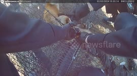 Police Officers Save Trapped Fox in Lansdale, USA