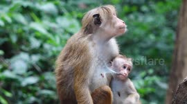 Toque Macaque - Sri Lanka Monkey holding her baby in a tree branch
