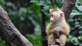 Toque Macaque - Sri Lanka Baby Monkey