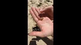Holding a tiny crab, exploring the ocean up close at Thomas Beach, Bali, Indonesia