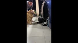 Loyal canine assistant: Dog's enthusiastic participation in late-night car maintenance