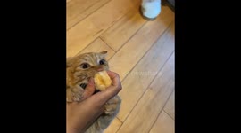 Animals Caught Stealing
