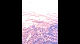 Insane Animal Encounters