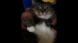 Viral Animal Mix