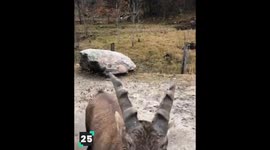 Funny Goats