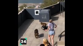 Savage Wild Monkeys