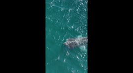 Basking shark gracefully approaches Achill Island Beach in captivating drone footage