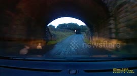 Driver halted by gang of sheep in the road at dawn on the Moors
