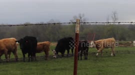 Cattle enjoying the rainy weather