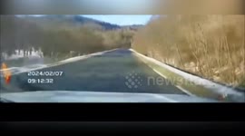 Driver ends up terrified after rare Siberian Tiger dashes across road mid drive