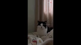 'Mamma? Mom?' - Adorable cat's heart yearns for its beloved owner