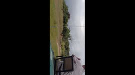 African wild dog gets attacked by big male lion. South Africa